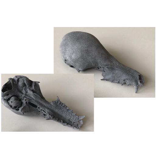 Bat Skull - Bat Skull 3D model