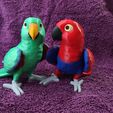 IMG_20250312_172942957.jpg Eclectus