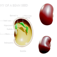 Bean_Render_1.png Anatomy of A Bean Seed