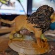 Lion3.jpg Lion