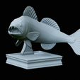 zander-trophy-34.png zander / pikeperch / Sander lucioperca fish in motion trophy statue detailed texture for 3d printing