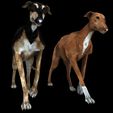 04B.jpg DOG - DOWNLOAD Greyhound dog 3d model - Animated CANINE PET GUARDIAN WOLF HOUSE HOME GARDEN POLICE - 3D printing Greyhound DOG DOG DOG