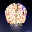 image-1.jpg Central nervous system cortex limbic basal ganglia stem cerebel 3D model