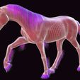 06-wix.jpg DOWNLOAD HORSE 3D MODEL - American Quarter - animated for blender-fbx-unity-maya-unreal-c4d-3ds max - 3D printing HORSE