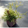 IMG_1815.JPG succulent planter planter pot, cactus pot