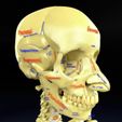 skull-labelled-anatomy-text-ldetailed-3d-model-blend.jpg skull labelled anatomy text detailed 3D