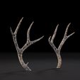 10002.jpg Deer horns