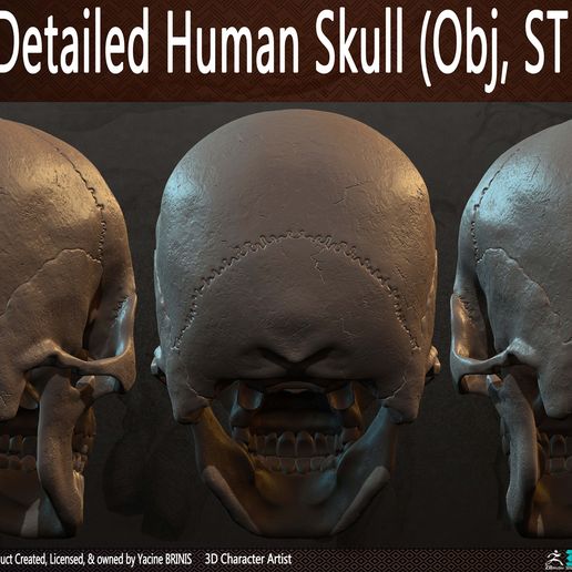 Highly-Detailed-Human-Skull-003.jpg Highly Detailed Human Skull