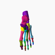 10.png SKELETON OF THE LEFT FOOT 3d SEGMENTED MODEL 27 PARTS