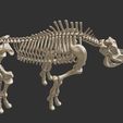 5.jpg Coelodonta - elasmotherium : Complete skeleton