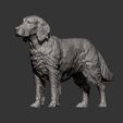 Irish-red-setter5.jpg Irish red setter 3D print model