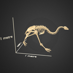 Capture d’écran 2017-12-14 à 16.37.12.png Free 3D file Little bush moa skeleton・3D printing design to download