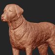 03.jpg Labrador Retriever model 3D print model