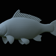 carp-statue-34.png fish carp / Cyprinus carpio statue detailed texture for 3d printing