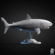 gw_shark2_back.png Great White Shark - Animal