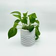 Wavy-Plant-Pot-In-Use-2.jpg Wavy Plant Pot