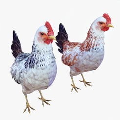 portada-y.png CHICKEN CHICKEN - DOWNLOAD CHICKEN 3d Model - animated for Blender-Fbx-Unity-Maya-Unreal-C4d-3ds Max - 3D Printing HEN hen, chicken, fowl, coward, sissy, funk- BIRD - POKÉMON - GARDEN