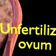 0007.jpg Fertilization stages of ovum