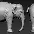C4.jpg Elephant asian