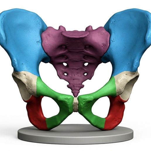 Esqueleto Pélvico Didático Colorido – Modelo Premium Sem Textos para Impressão 3D