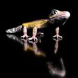LeopardGecko_BySophie_Szene0011.jpg Archivo 3D Gecko leopardo (forma de color)-archivo de impresión STL-3D - con Full-5・Modelo imprimible en 3D para descargar