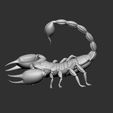 02.jpg Scorpion