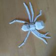 IMG_20231008_154524.jpg Spider low poly print in place