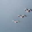 seagull00.jpg Free STL file Seagull push-pin・3D printing idea to download