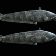 Catfish-Europe-15.png FISH WELS CATFISH / SILURUS GLANIS solo model detailed texture for 3d printing