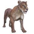 7WE.jpg DOWNLOAD LIONESS 3d model - animated for blender-fbx-unity-maya-unreal-c4d-3ds max - 3D printing - LION - LIONESS - CAT - PREDATOR - RAPTOR - FELINE