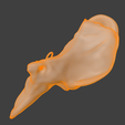 13.png 3D Model Ear Cross Section