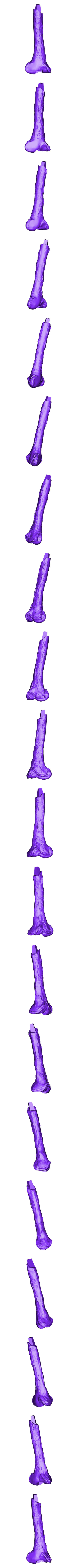 Tibia_Right_Part_02.OBJ Scheletro di piccolo T-rex a grandezza naturale - Parte 03/10
