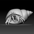 ZB233.jpg Hermit crab -Diogenes avarus