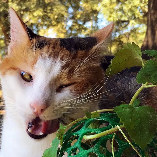 Catnip Cat Protector - 3D model önizlemesi