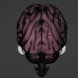 25.png 3D Model of Brain, Brain Stem and Eyes