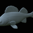 Perch-statue-35.png fish perch / Perca fluviatilis statue detailed texture for 3d printing