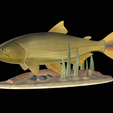 Golden-dorado-statue-1.png fish golden dorado / Salminus brasiliensis statue underwater detailed texture for 3d printing