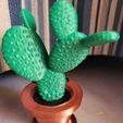 Cactus.jpg Minimalist cactus plant