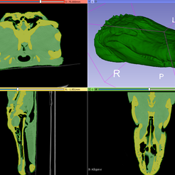 2019-09-29-Scene.png Gator the Alligator - CT scan