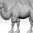 camel8.jpg camel