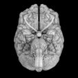 centralnervoussystemcortexlimbicbasalgangliastemcerebel3dmodelblend15.jpg Central nervous system cortex limbic basal ganglia stem cerebel 3D model