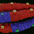 0035.png Chromosome genetic recombination blender 3d