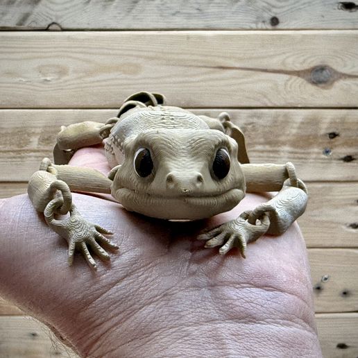 IMG_0607.jpeg Bebé Beardie (dragón barbudo)