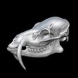 bandicam-2026-02-08-13-51-19-348.jpg CHINESE WATER DEER SKULL