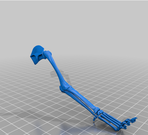 pata_delantera_dog_skeleton.png Cão com esqueleto completo