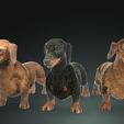 11323-b.jpg DOG - DOWNLOAD Dachshund 3d model - Dog animated for blender-fbx-unity-maya-unreal-c4d-3ds max - 3D printing Dachshund DOG SAUSAGE - SAUSAGE PET CANINE WOLF