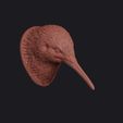 kiwi_0003.jpg Kiwi Bird Head Bust Wall Mount