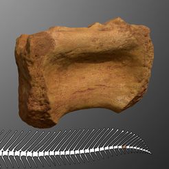 spino_caudal_preview01.jpg Spinosaurus Tail Vertebra