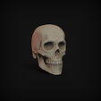 Skull.1.png Regular Human Skull - Detachable Jaw
