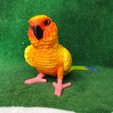 IMG_20240711_153916370.jpg Conure